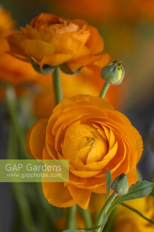 A display with Ranunculus asiaticus, Persian Buttercup 'Elegance line Clementine 1A14'
