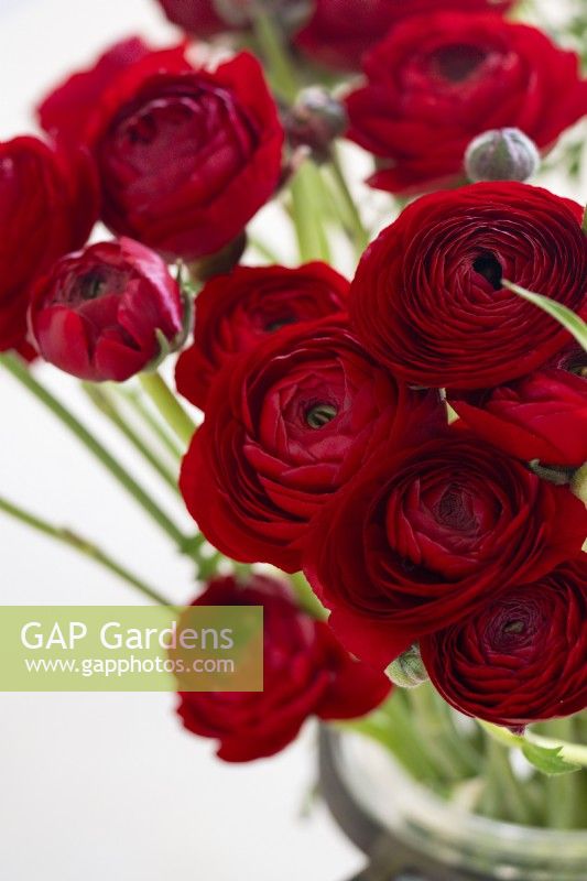 A display of Ranunculus asiaticus, Persian Buttercup 'Elegance line, Rosso 99-5'