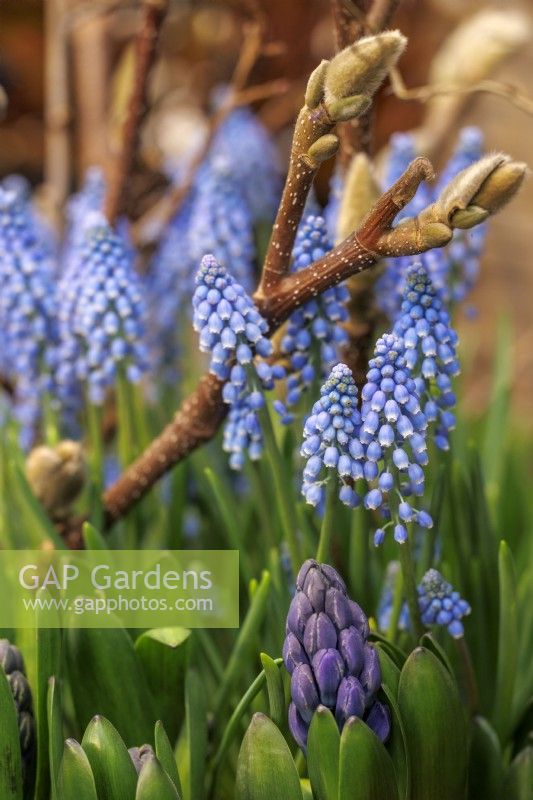 Flowering Muscari armeniacum with Magnolia twigs and Hyacinth in buds