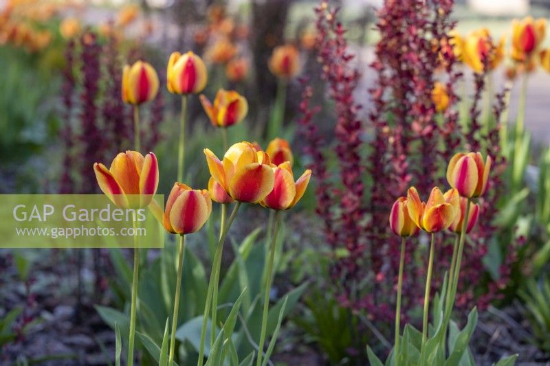 Tulipa 'Apeldoorn's Elite' 