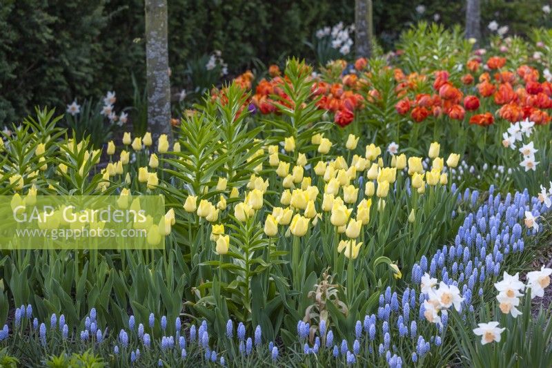Spring border with Tulip 'World Friendship', Muscari Armeniacum and Narcissus 