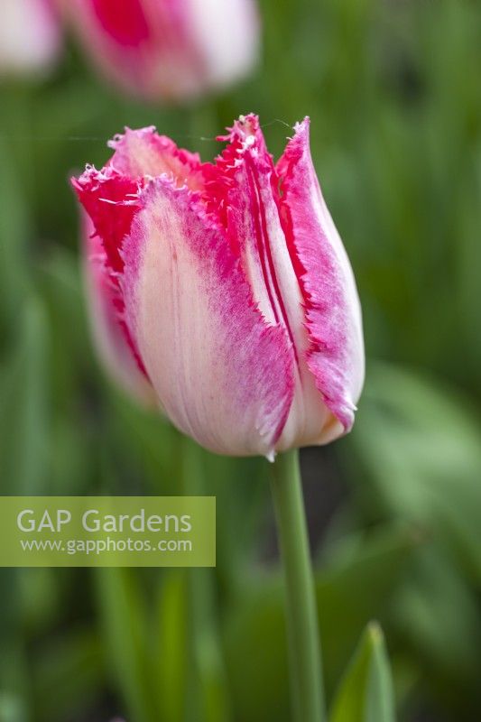 Tulipa 'Sweets Paradise'