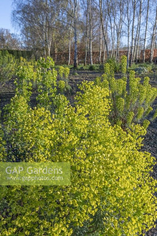 Euphorbia characias subspecies wulfenii flowering in a dry garden border in Spring -April