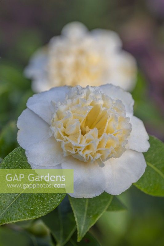 Camellia japonica 'Brushfield's Yellow' flowering in Spring - March