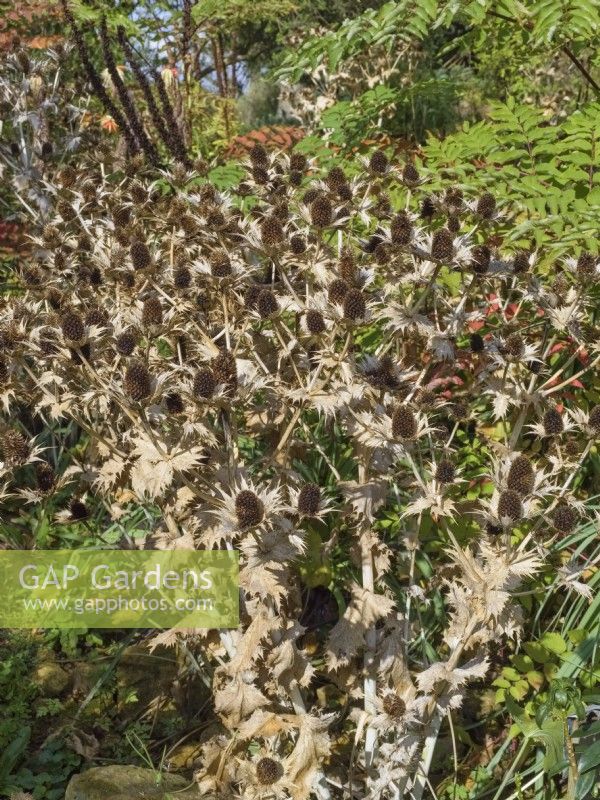 Eryngium giganteum - Sea Holly dried flowerheads