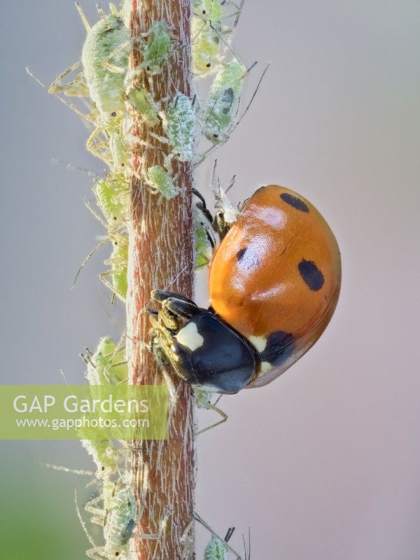 Coccinella septempunctata - 7 spot ladybird feeding on greenfly