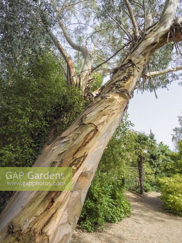 Eucalyptus - Gum tree at East Ruston Old Vicarage Gardens