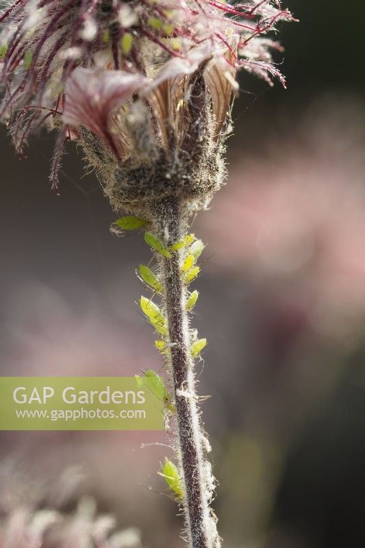 Greenfly aphids on stem of geum flower