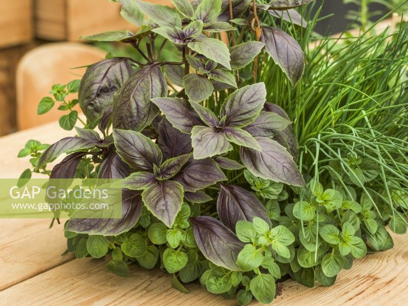 Ocimum basilicum Copa Red-Green Shades with harvested bunch of mixed herbs including basil and chives, summer July