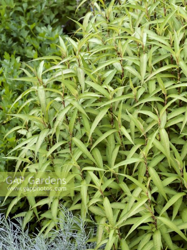 Persicaria odorata, summer July
