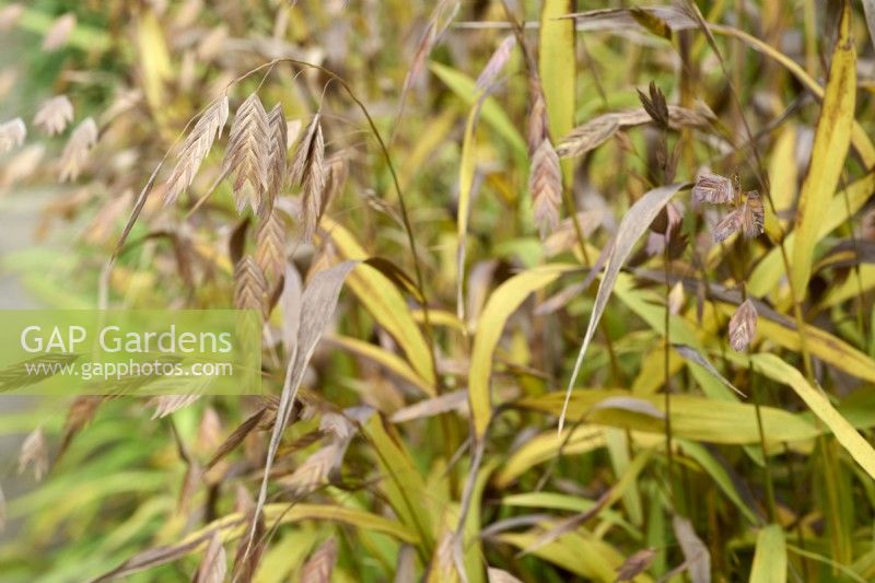 Chasmanthium latifolium in autumn - North America wild oats