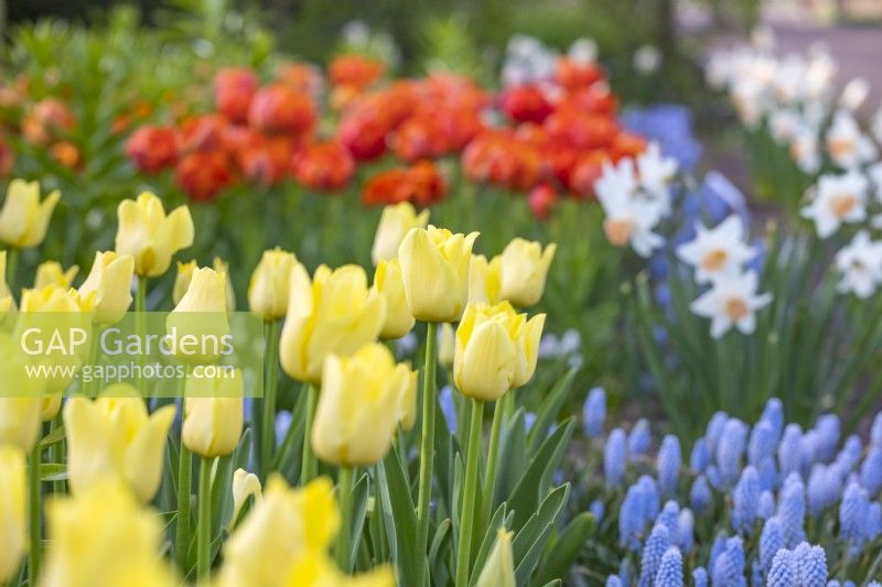 Spring border with Tulip 'World Friendship', Muscari Armeniacum and Narcissus