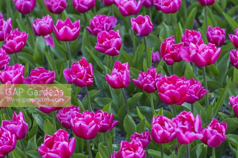 Tulip 'Queen Jewel'
