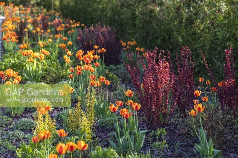 Spring border with Tulipa 'Apeldoorn's Elite' and yellow and burgundy Berberis 