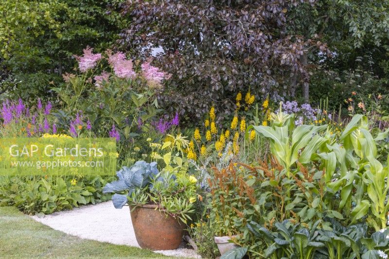 Yellow and pink border planted with Primula florindae, Filipendula rubra 'Venusta', Ligularia 'Little Rocket' and vegetable bed planted with Sweet Corn 'Swift', spinach and Amaranthus cruentus 'Hot Biscuits'. A cabbage grown in a pot. RHS Iconic Horticultural Hero Garden designed by: Carol Klein
