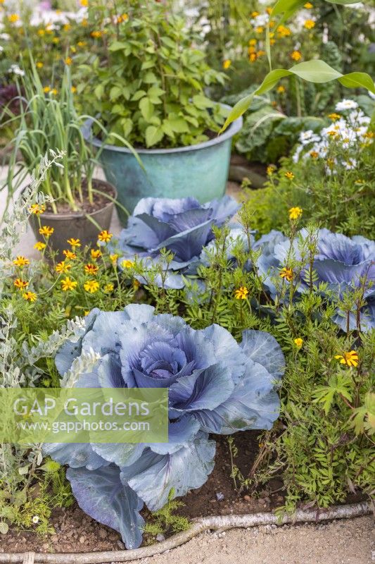 Blue Cabbages with Tagetes 'Cinnabar in vegetable garden - RHS Iconic Horticultural Hero Garden designed by: Carol Klein
