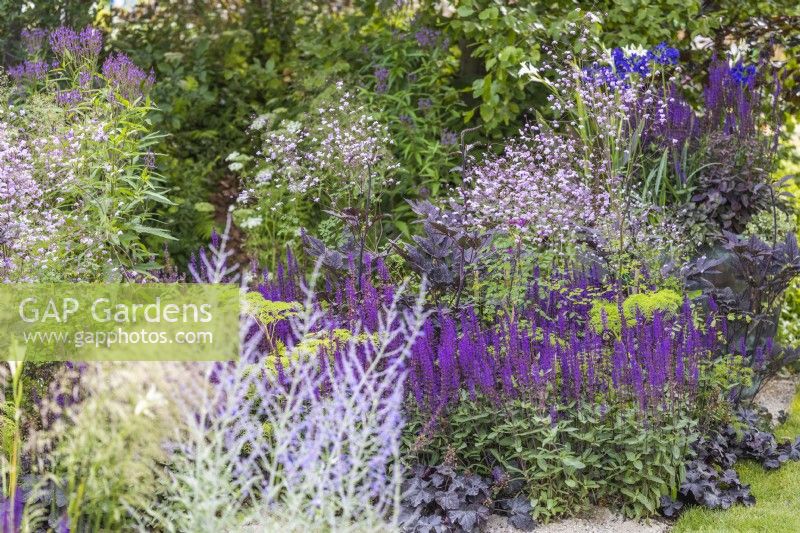 Thalictrum 'Splendide' and Salvia nemerosa 'Caradonna in a summer perennial bed. RHS Iconic Horticultural Hero Garden, Designer: Carol Klein