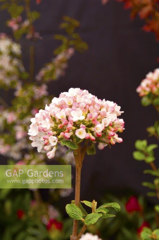 Pale pink flower of semi-evergreen Viburnum Burkwoodii 'Anne Russell'.  April