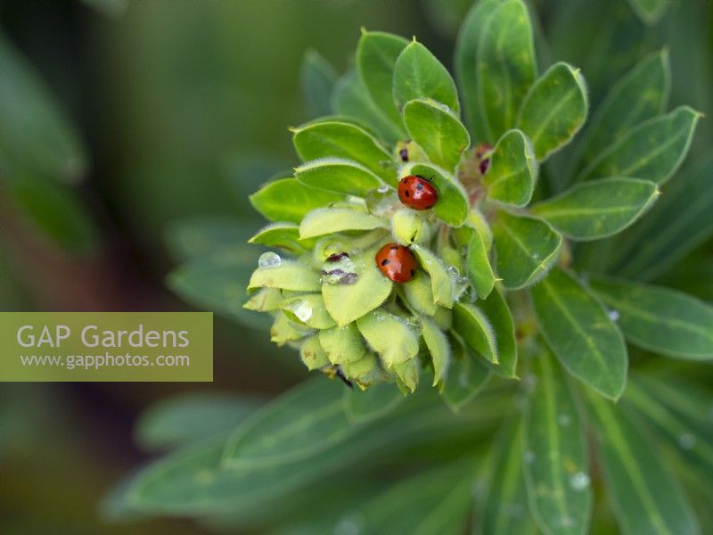 Euphorbia characias 'Portuguese Velvet' with hiding Ladybirds April Spring
