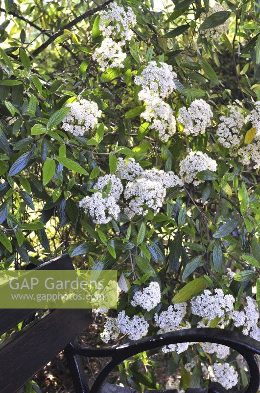 Viburnum pragense, branches with white oval flowers. May