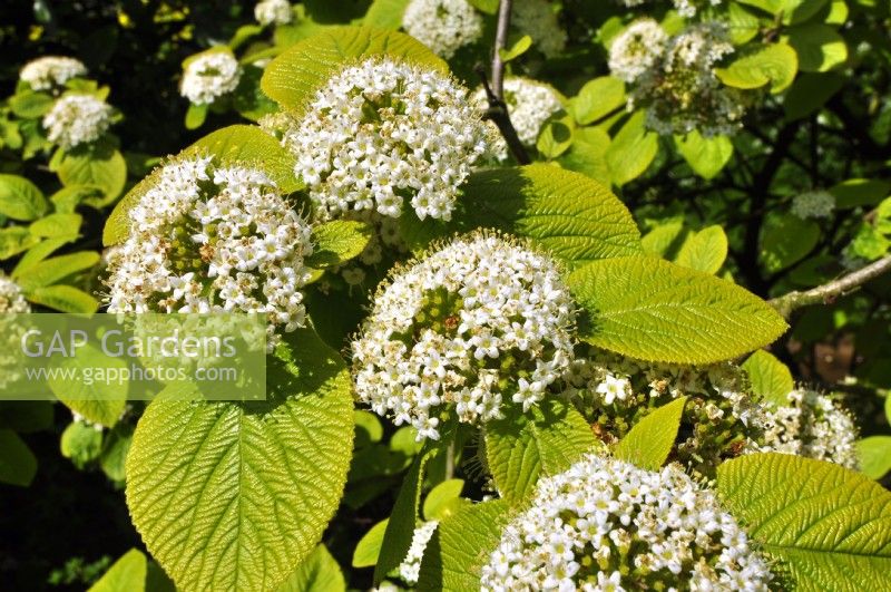 Viburnum lantana 'Aureum' with white flower and  golden-yellow variegated foliage. May