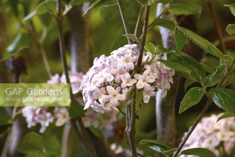 Viburnum burkwoodii Mohawk with highly fragrant flowers. April

