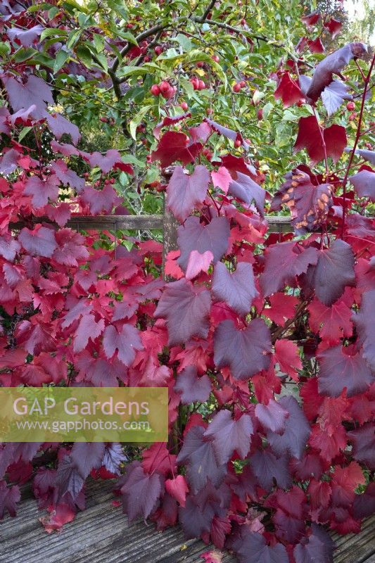 Vitis vinifera 'Spetchley Red' with Malus x robusta 'Red Sentinel'