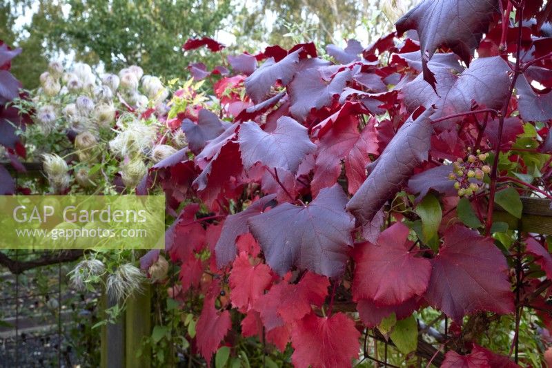 Vitis vinifera 'Spetchley Red' with the seedheads of Clematis 'Bill MacKenzie'