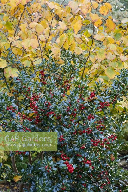 Ilex aquifolium 'Alaska' with Hamamelis x intermedia 'Diane' in autumn