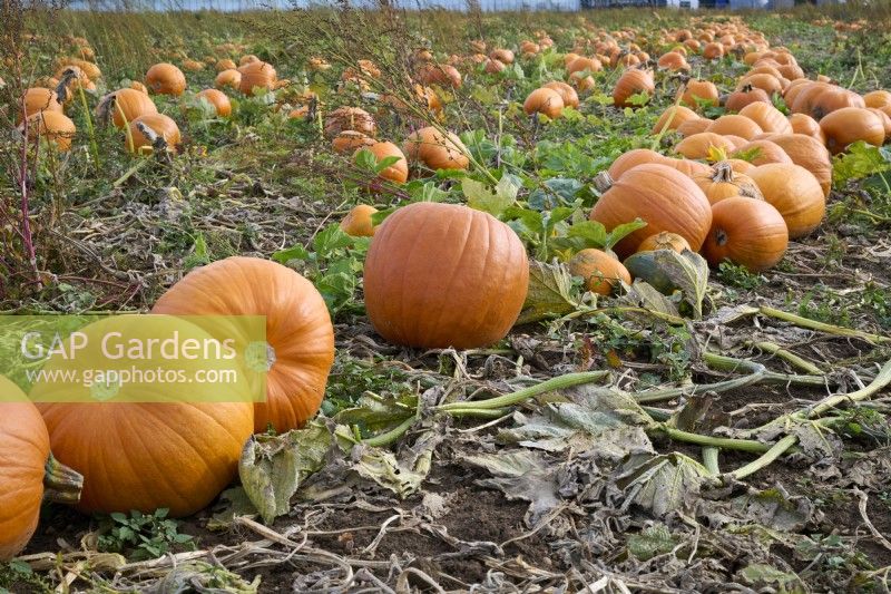 Pumpkins - Cucurbita pepo - in a field