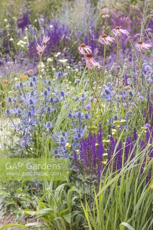 Eryngium zabelii 'Big Blue, Echinacea pallida and Salvia 'Caradonna'  -RHS Iconic Horticultural Hero Garden, Designer: Carol Klein