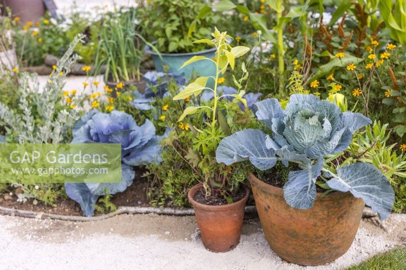 Blue Cabbage growing in terracotta pots at the small vegetable garden. RHS Iconic Horticultural Hero Garden, designed by: Carol Klein