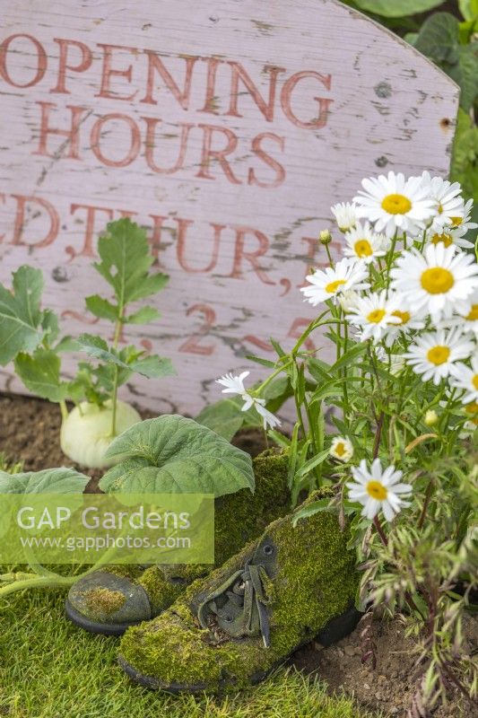 Moss covered old shoes next to the opening hours sign and Leucanthemum vulgare. 