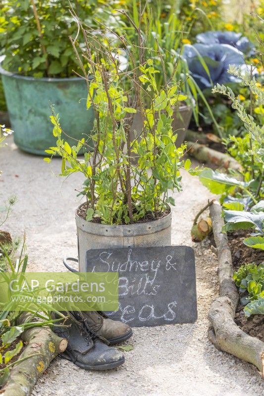 Climbing peas grown in an old metal pot. Old shoes next to the plaque and pot filled with peas. RHS Iconic Horticultural Hero Garden, Designer: Carol Klein