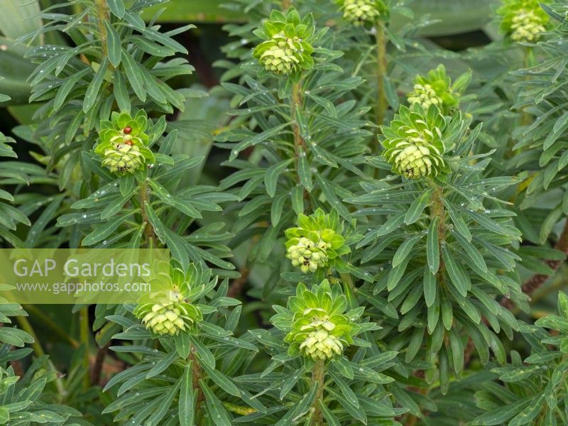 Euphorbia characias 'Portuguese Velvet'  April Spring