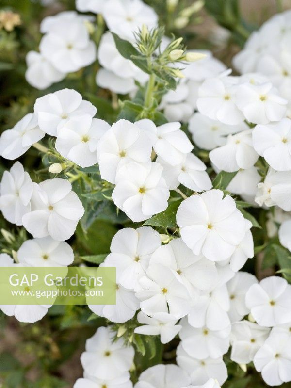 Phlox drummondii nana compacta Beauty White, spring May