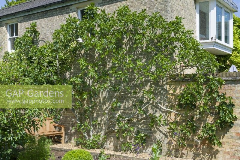 Fig tree fan-trained on a sunny house wall. Ficus carica. June.