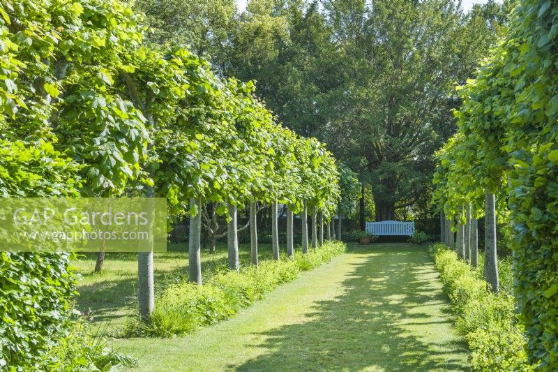 View along and avenue of pleached lime trees with an ornamental painted  wooden seat in the distance. Trees under-planted with day lilies and Alchemilla mollis. June.