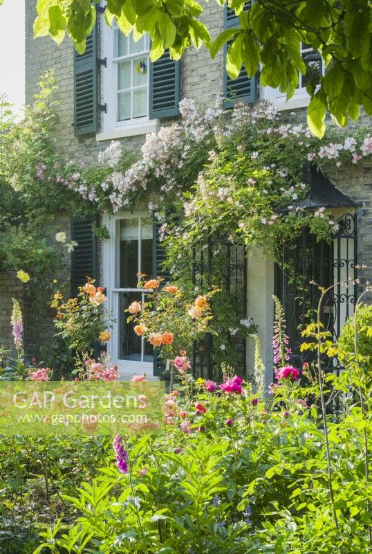 View of a garden in front of a Victorian house in summer with Rosa 'Boscobel' flowering in a border with peonies. Rosa 'Francis E. Lester' trained over front door. May.