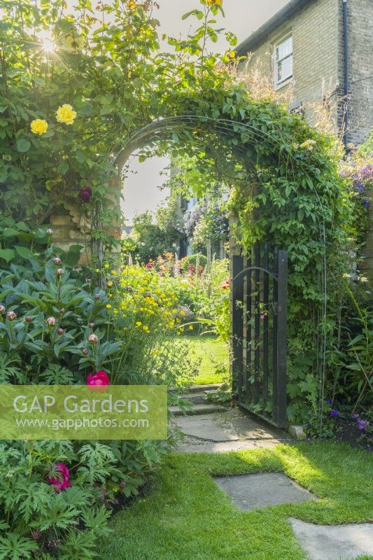 View through archway with an iron gate in a garden wall. Climbing roses and clematis trained over metal arch trellis. June.