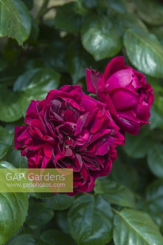Rosa 'Highgrove' - syn. Rosa 'Hornightshade'. Closeup of flowers in June.