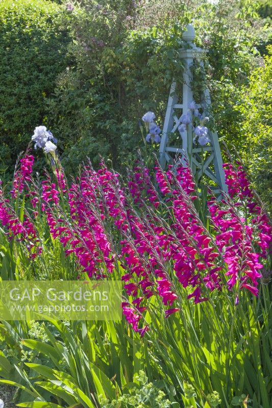 Gladiolus communis subsp. byzantinus growing in a border with a painted wooden obelisk and pale blue irises. June