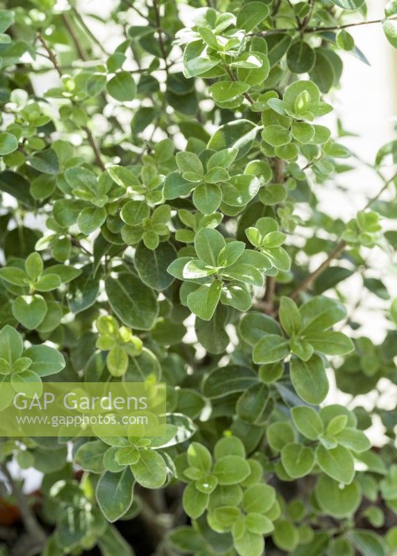 Pittosporum tenuifolium Irish Luck, spring May