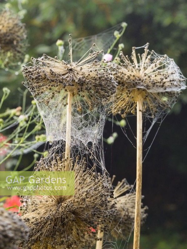 Dewy Garden spider webs on allium seedheads