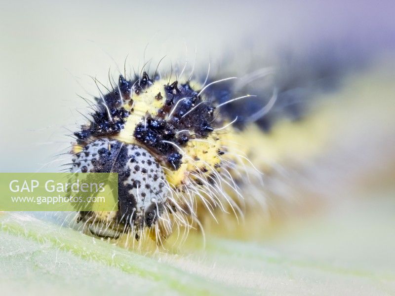Pieris brassicae - Large White Caterpillar