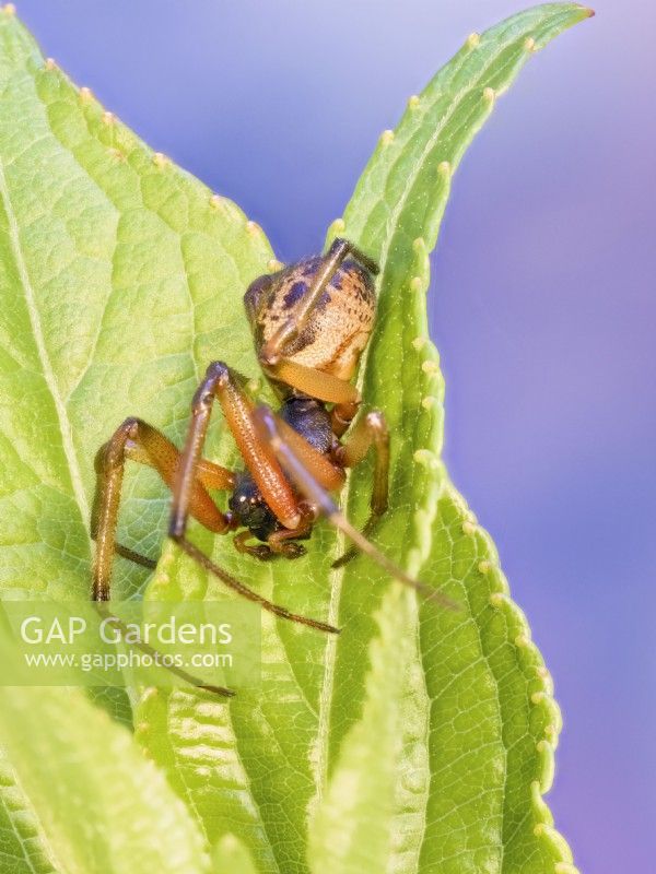 Steatoda nobilis - False widow spider resting on leaf