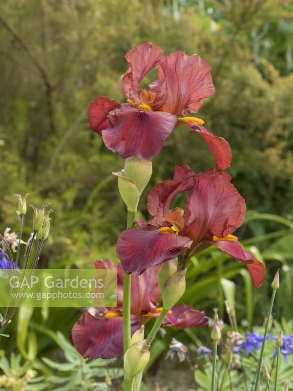 Iris germanica 'Quechee'