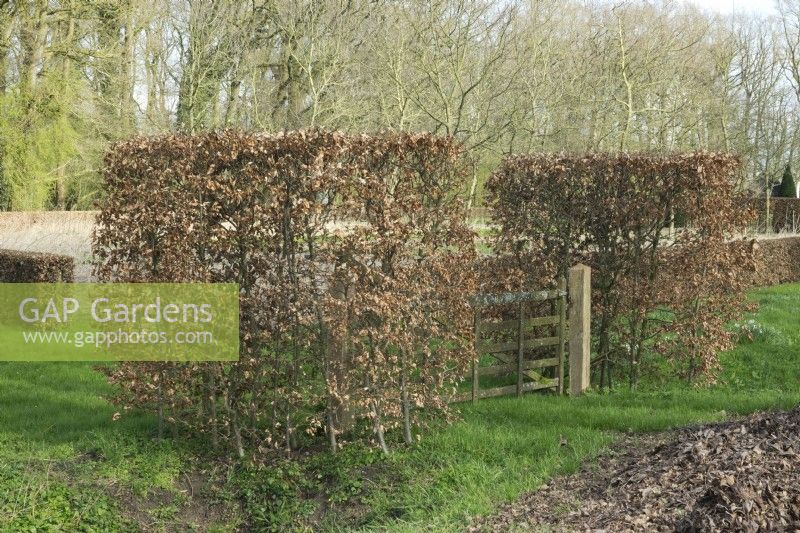 Wooden fence between large pruned hedges Fagus Sylvatica in a block shape.
