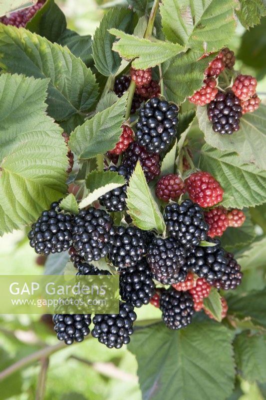 Blackberry - Rubus fruticosus 'Chester'
