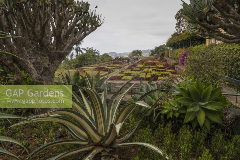 A view over the famous chequred hedges of the Madeira Botanical Gardens, with various succuulents in the foreground. Summer. 